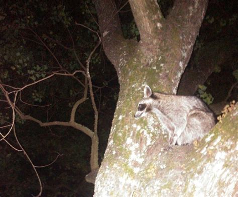 can raccoons climb sheet metal|raccoons climbing gutters.